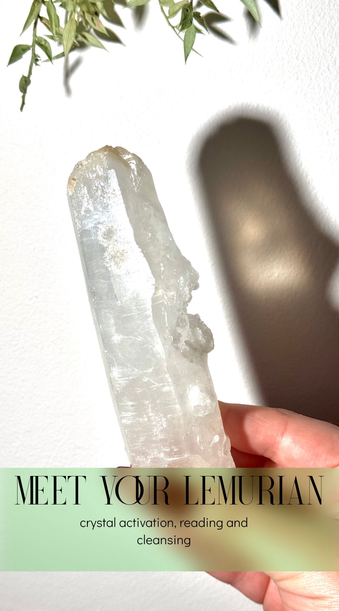 Meet your Lemurian